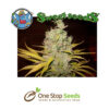 Botafumeiros seeds Available from one stop seeds and accessories Glasgow Scotland