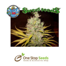 Botafumeiros seeds Available from one stop seeds and accessories Glasgow Scotland