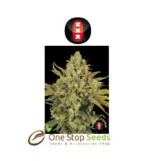 CBD-enriched Warlock serious seeds Available from one stop seeds and accessories Glasgow Scotland