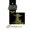 Soma G13 Haze X Reclining Buddha seeds Available from one stop seeds and accessories Glasgow Scotland