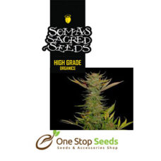 Soma G13 Haze X Reclining Buddha seeds Available from one stop seeds and accessories Glasgow Scotland