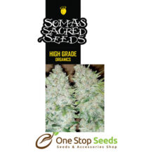 G13 Haze X Buddha's Sister seeds Available from one stop seeds and accessories Glasgow Scotland