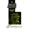 G13 Haze X Citralah seeds Available from one stop seeds and accessories Glasgow Scotland