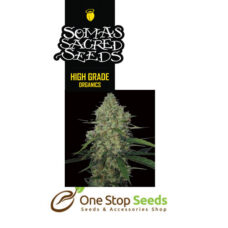 G13 Haze X Amethyst Bud seeds Available from one stop seeds and accessories Glasgow Scotland