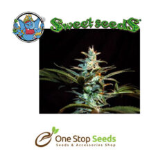Ice Cool Available from one stop seeds and accessories Glasgow Scotland