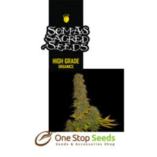 Big Kahuna seeds Available from one stop seeds and accessories Glasgow Scotland