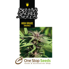 Soma Free Tibet seeds Available from one stop seeds and accessories Glasgow Scotland