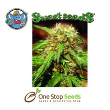sweet thai Available from one stop seeds and accessories Glasgow Scotland