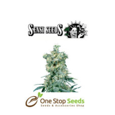 American Dream by sensi seeds at one stop seeds and accessories Scotland Glasgow