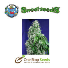 big devil available from one stop seeds and accessories Glasgow Scotland
