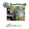 Big Foot Available from one stop seeds and accessories Glasgow Scotland