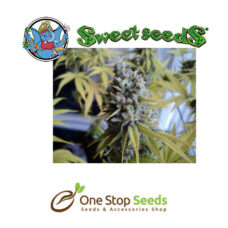 Big Foot Available from one stop seeds and accessories Glasgow Scotland