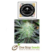 Black Domina Auto from Sagarmatha available from one stop seeds and accessories Glasgow Scotland