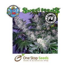 Black Jack Auto Available from one stop seeds and accessories Glasgow Scotland