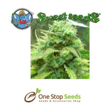 Black Jack Available from one stop seeds and accessories Glasgow Scotland