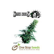 Early Pearl by sensi seeds at one stop seeds and accessories Scotland Glasgow