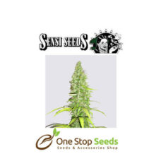 Early Girl by sensi seeds at one stop seeds and accessories Scotland Glasgow