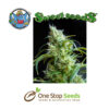 flash back#2 Available from one stop seeds and accessories Glasgow Scotland