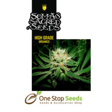 G13 Haze X Free Tibet seeds Available from one stop seeds and accessories Glasgow Scotland