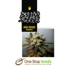G13 Haze X N.Y.C Diesel seeds Available from one stop seeds and accessories Glasgow Scotland