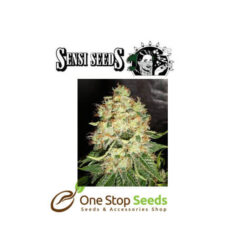 Hash Plant by sensi seeds at one stop seeds and accessories Scotland Glasgow