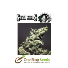 Jamaican Pearl by sensi seeds at one stop seeds and accessories Scotland Glasgow