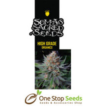 Lavender seeds Available from one stop seeds and accessories Glasgow Scotland