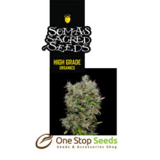 Somatic NYC Diesel Automatic Available from one stop seeds and accessories Glasgow Scotland