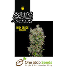 N.Y.C Diesel seeds Available from one stop seeds and accessories Glasgow Scotland