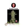 Serious Kush serious seeds Available from one stop seeds and accessories Glasgow Scotland