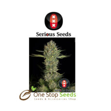 Serious Kush serious seeds Available from one stop seeds and accessories Glasgow Scotland