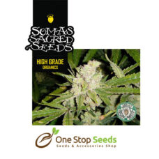 Sogouda seeds Available from one stop seeds and accessories Glasgow Scotland