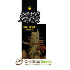 Soma G13 Haze X Somango Available from one stop seeds and accessories Glasgow Scotland