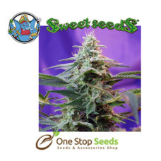 Sweet Seeds AUTO Available from one stop seeds and accessories Glasgow Scotland