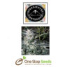 Star Ryder Auto from Sagarmatha available from one stop seeds and accessories Glasgow Scotland
