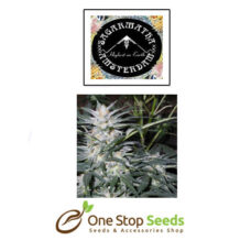 Star Ryder Auto from Sagarmatha available from one stop seeds and accessories Glasgow Scotland