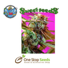 Wild Rose Available from one stop seeds and accessories Glasgow Scotland