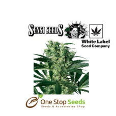 X-Haze White Label seeds at one stop seeds and accessories Scotland Glasgow