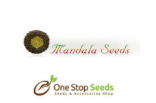 Mandala female