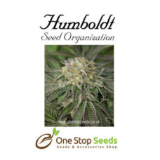 Amherst Sour Diese Available from one stop seeds and accessories Glasgow Scotland