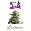 Amnesia Haze Available from one stop seeds and accessories Glasgow Scotland
