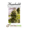 Bubba Cheese Auto Femanised Available from one stop seeds and accessories Glasgow Scotland