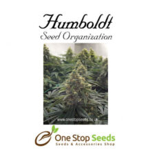 Desert Diesel Femanised Available from one stop seeds and accessories Glasgow Scotland