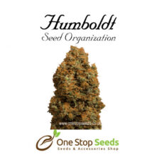 Green Crack CBD Available from one stop seeds and accessories Glasgow Scotland