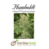Green Crack Femanised Available from one stop seeds and accessories Glasgow Scotland