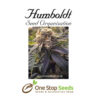 Lost Coast Hash Plant Femanised Available from one stop seeds and accessories Glasgow Scotland
