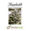 OG Kush Auto Available from one stop seeds and accessories Glasgow Scotland