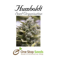 OG Kush Auto Available from one stop seeds and accessories Glasgow Scotland