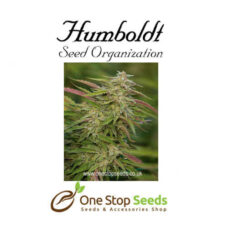 Raspberry Diesel Femanised Available from one stop seeds and accessories Glasgow Scotland