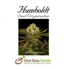 Sour Blueberry Femanised Available from one stop seeds and accessories Glasgow Scotland